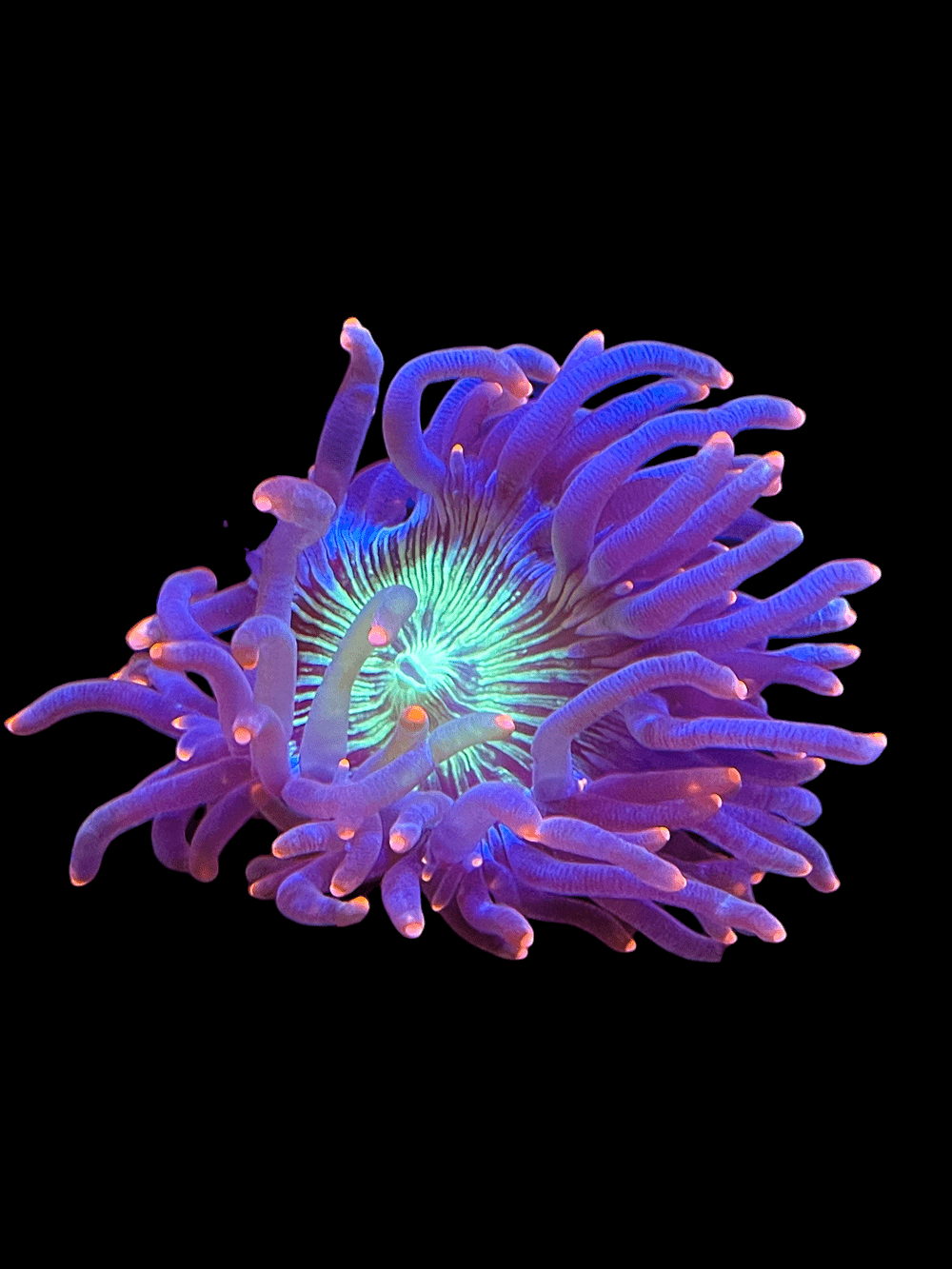 The Tyree Pink Tip Long Tentacle Elegance boasts a stunning sea anemone with its radiant pink-tipped tentacles and illuminated green center against a dark backdrop. Its detailed structure and brilliant colors make for a captivating underwater display, highlighting the unique beauty of this exceptional specimen.