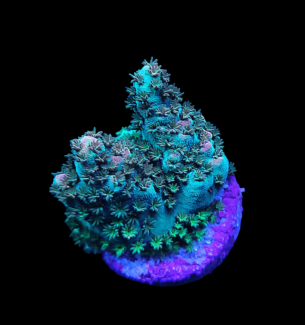 The UC Pink Panty Dropper Acropora features vibrant coral with glowing blue and green polyps set against a dark background, sitting on a purple base and resembling an underwater scene filled with intricate textures and patterns.