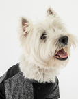 Urban Fit Dog Tee - Black