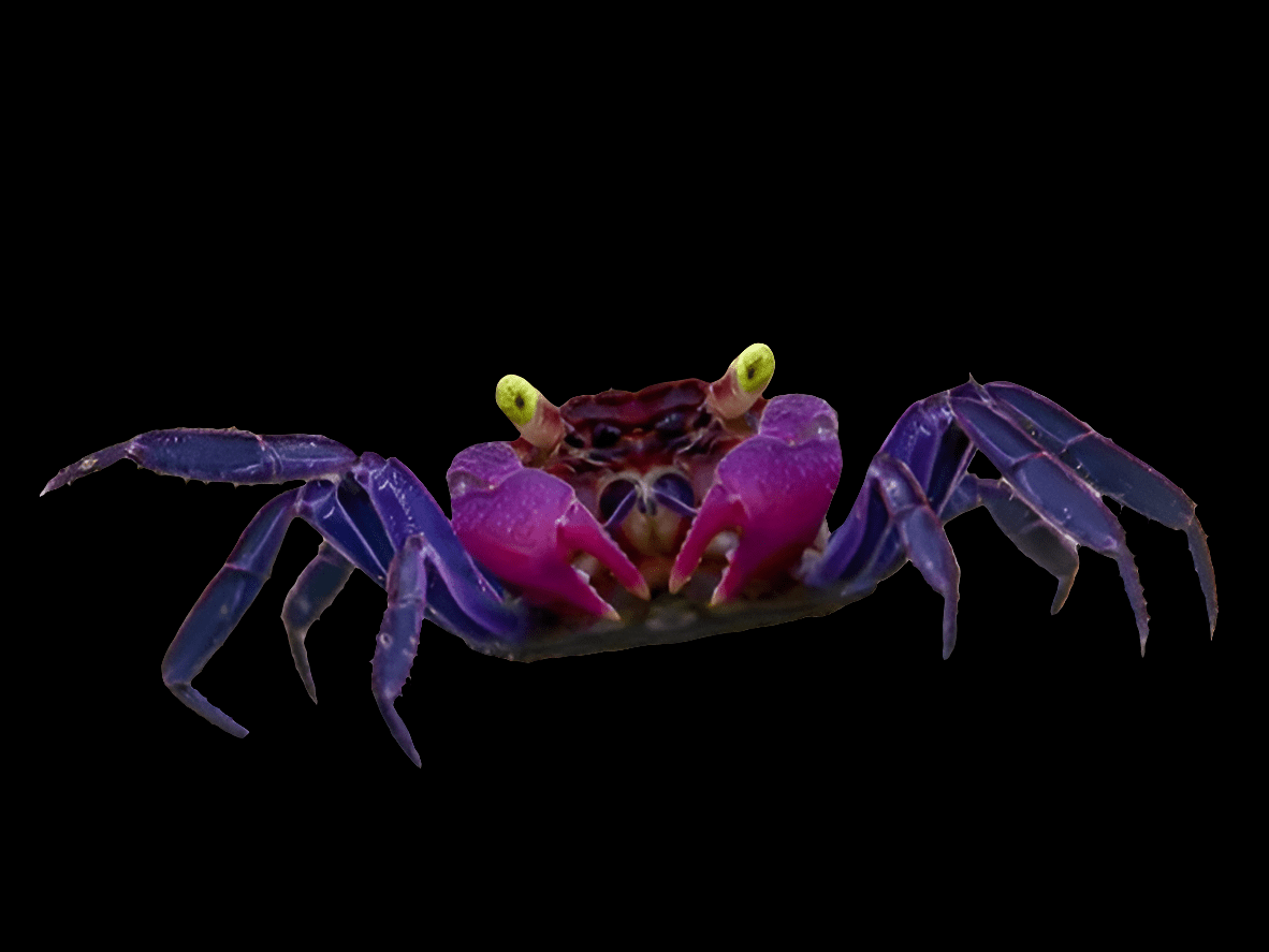 The Vampire Crab - Dennerle is a striking aquatic creature featuring brightly colored purple hues on its body and legs, with standout green eyes and vibrant pink claws set against a contrasting black background.