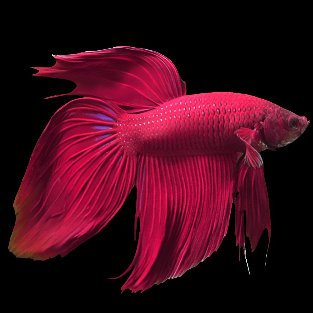 A Veiltail Betta, with its vibrant red color and long, flowing fins, swims gracefully against a plain black background, showcasing its intricate fin details.