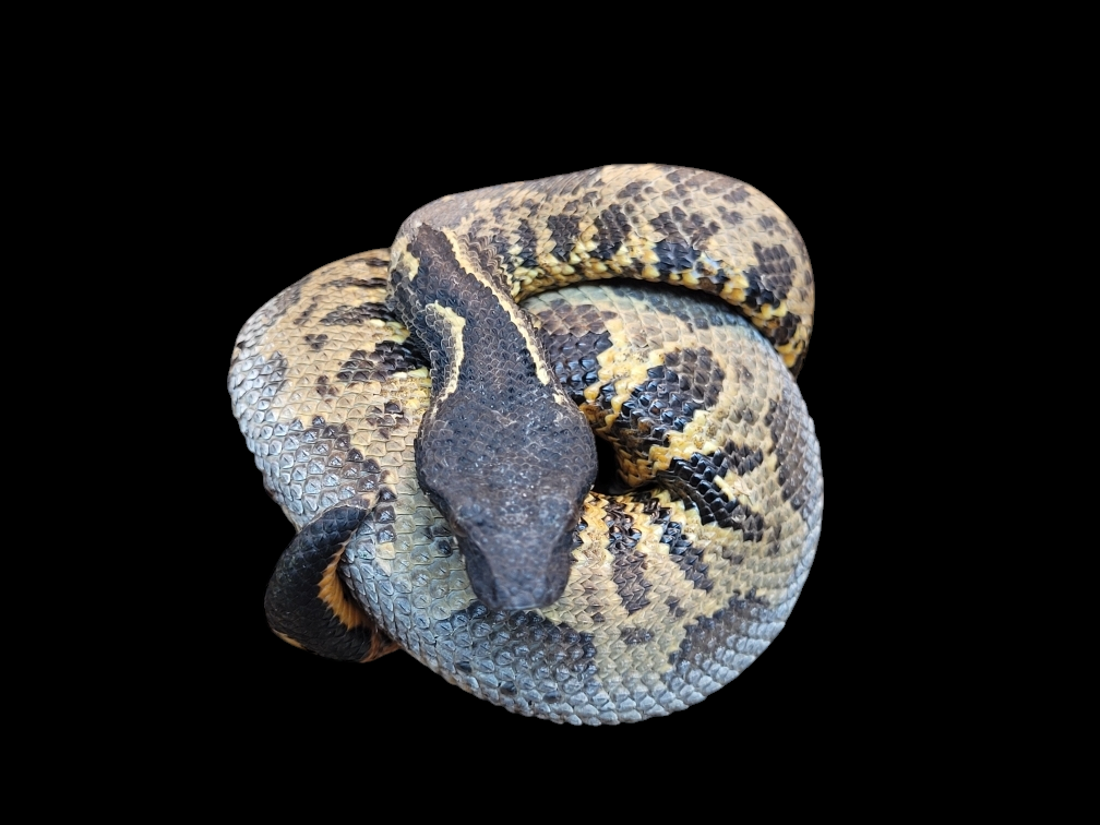 A Viper Boa - Candoia aspera, with a patterned skin of brown, yellow, and black scales, rests against a solid black background. The intricate design of its scales is clearly visible.