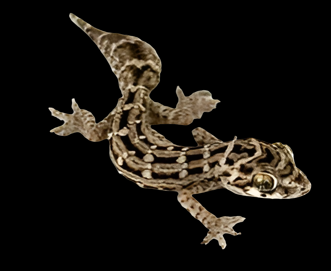 Against a black background, a brown and beige patterned Viper Gecko (Hemidactylus imbricatus) is displayed, featuring distinctive stripes and spots on its body and limbs, with large shiny eyes. Its spread toes highlight its remarkable climbing capability.