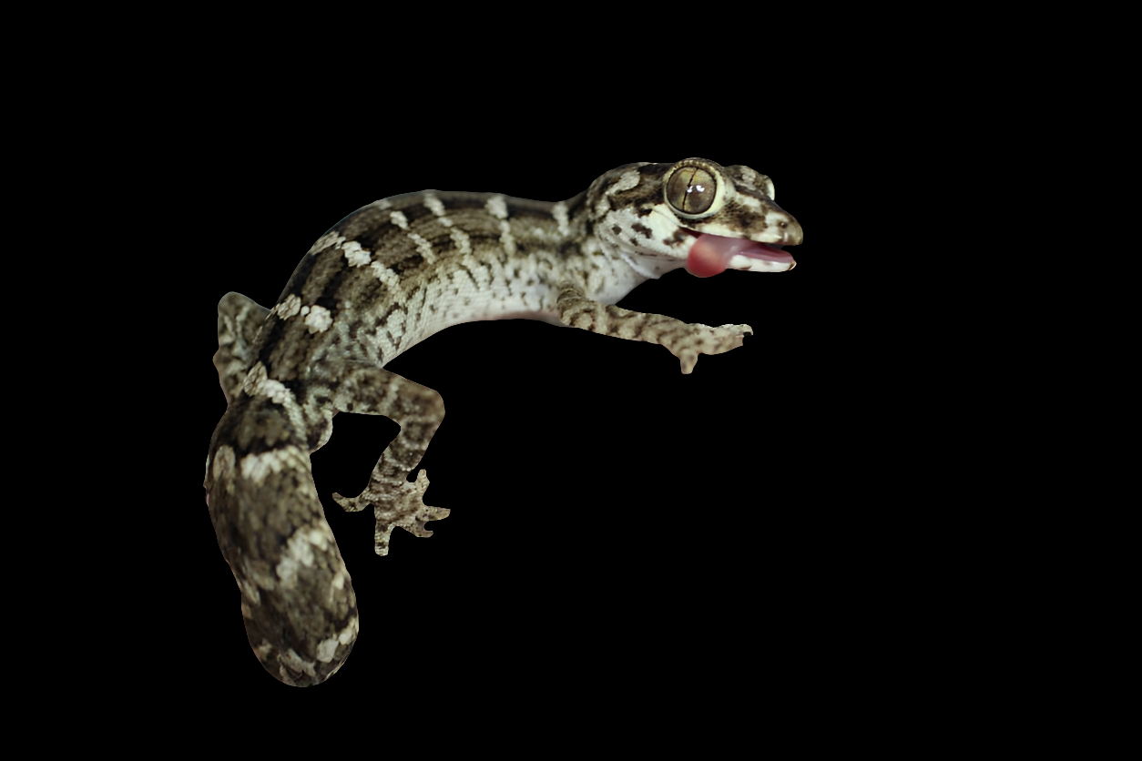 A close-up of a Hemidactylus imbricatus, also known as the Viper Gecko (Captive Bred), with textured, patterned skin, licking its eye against a black background.