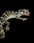 A close-up of a Hemidactylus imbricatus, also known as the Viper Gecko (Captive Bred), with textured, patterned skin, licking its eye against a black background.