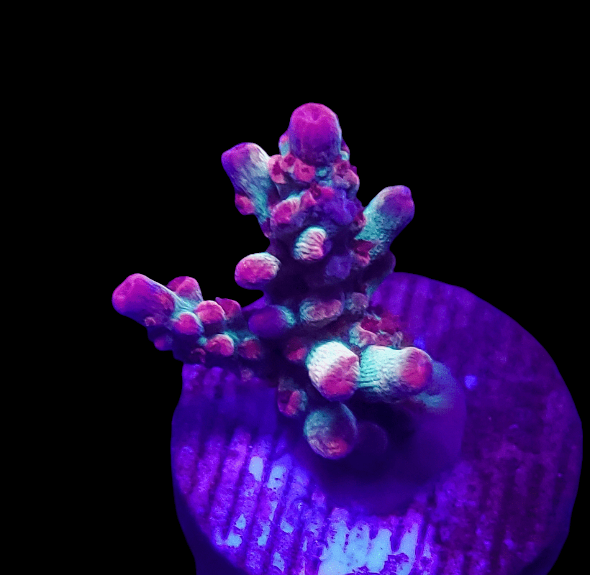 Under ultraviolet light, Vivid's Super Cake Acropora showcases a stunning array of purple, blue, and pink hues. It is presented on a small, round base with a black background.