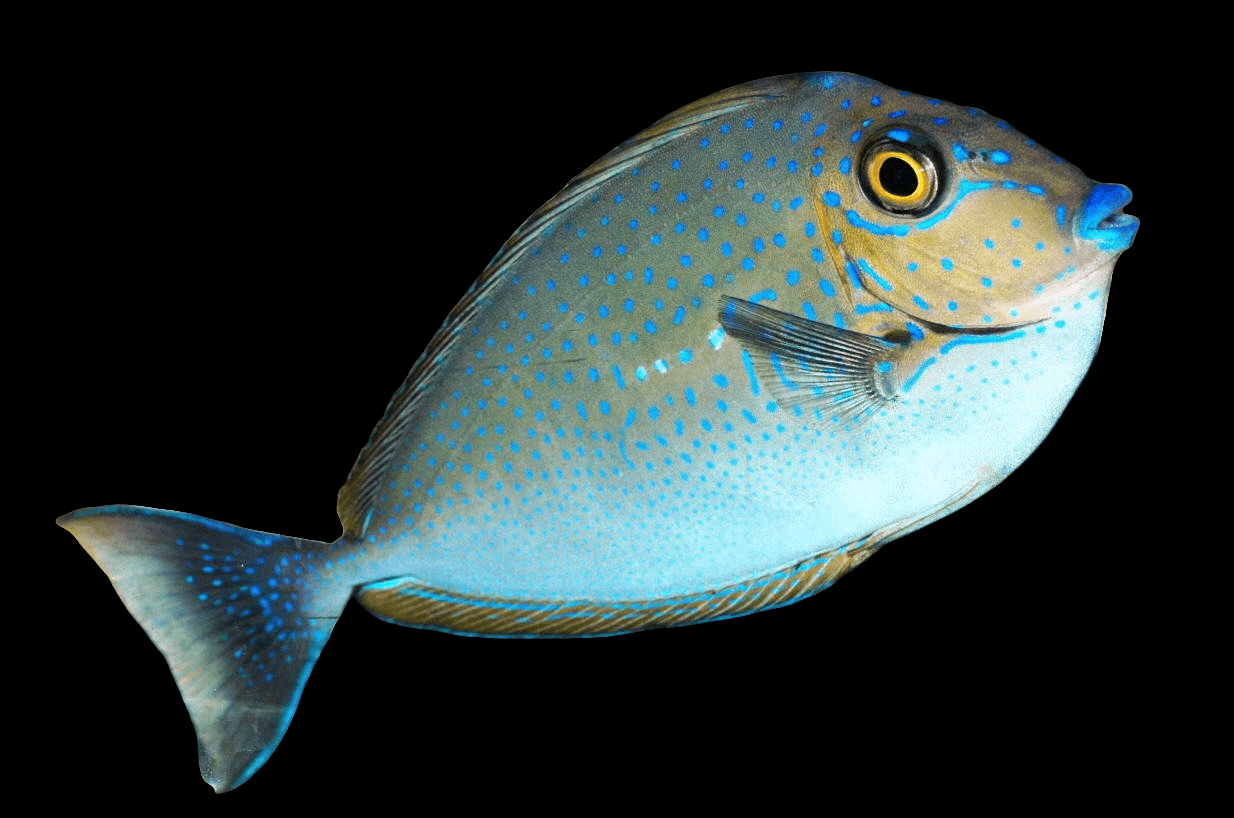 A Vlamingi Tang, scientifically known as Naso Vlamingii and belonging to the Acanthuridae family, gracefully swims against a black background. This herbivore thrives in environments compatible with reefs. Its fins and tail exhibit a gradient of blue hues, complemented by its distinctive yellow eye that captures attention.