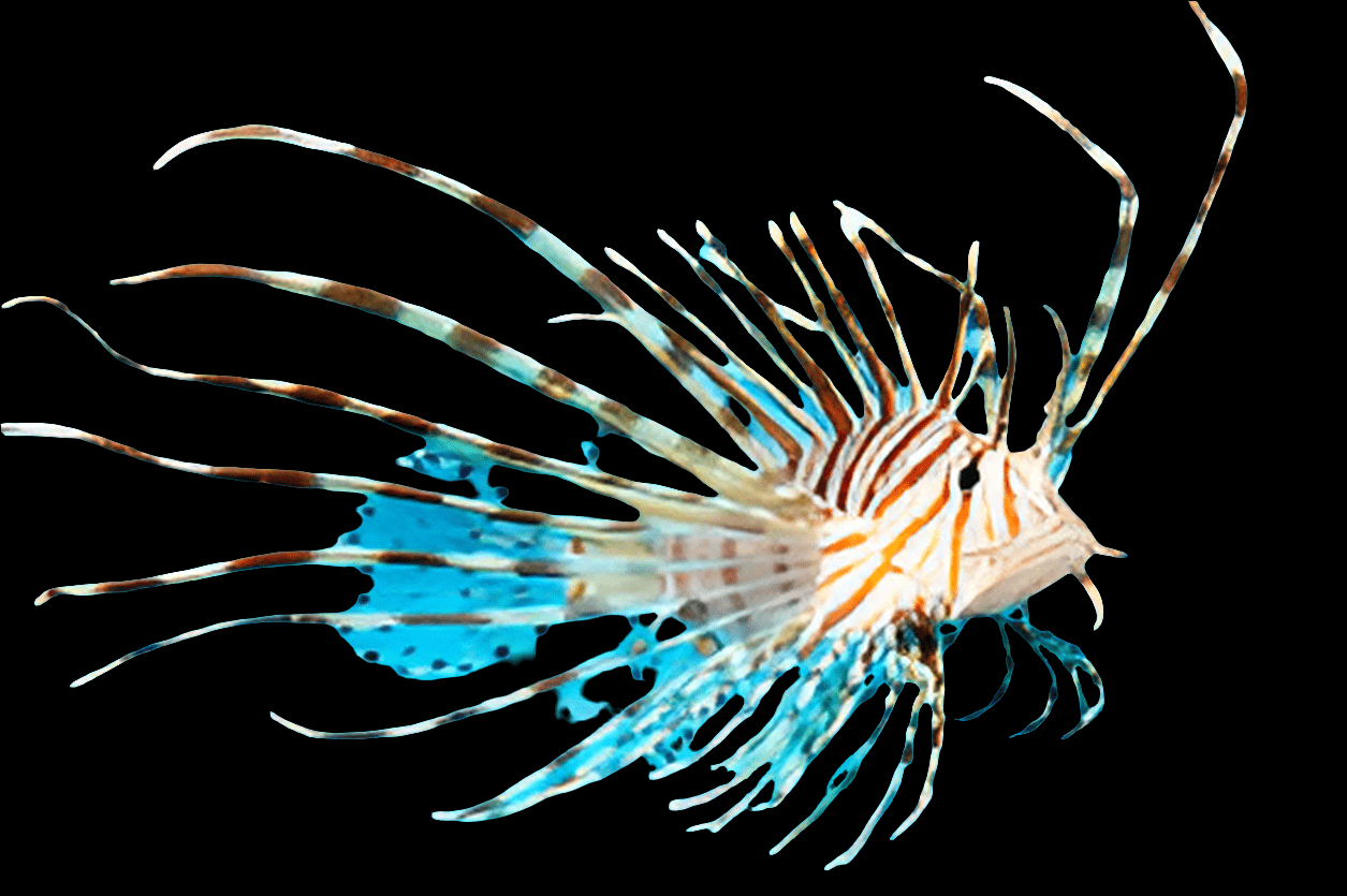 The Volitan Lionfish - Red, scientifically known as Pterois Volitins, with its striking stripes and long, flowing spines and fins gracefully swims against a black background.