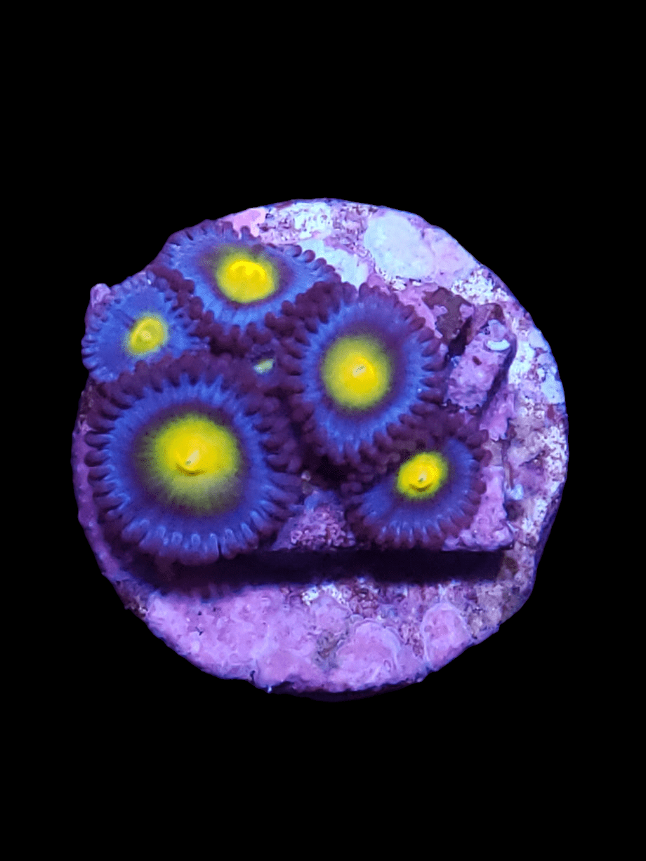 The WWC AOI Zoanthids feature a vibrant cluster of coral polyps with purple edges and bright yellow centers, set against a dark background. These corals are elegantly arranged on a circular base, showcasing a striking contrast of colors.