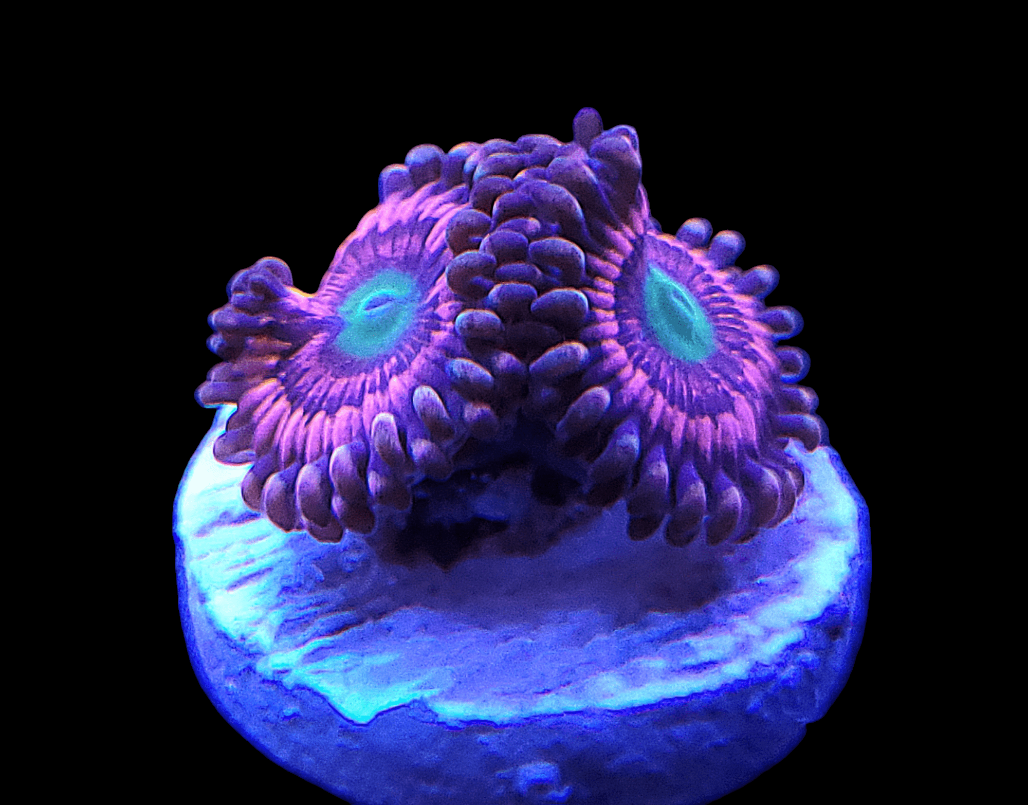 Close-up of WWC Gumdrop Zoanthids under a blue LED light, showcasing the vibrant purple and green coral polyps with their intricate textures and patterns against a dark background.