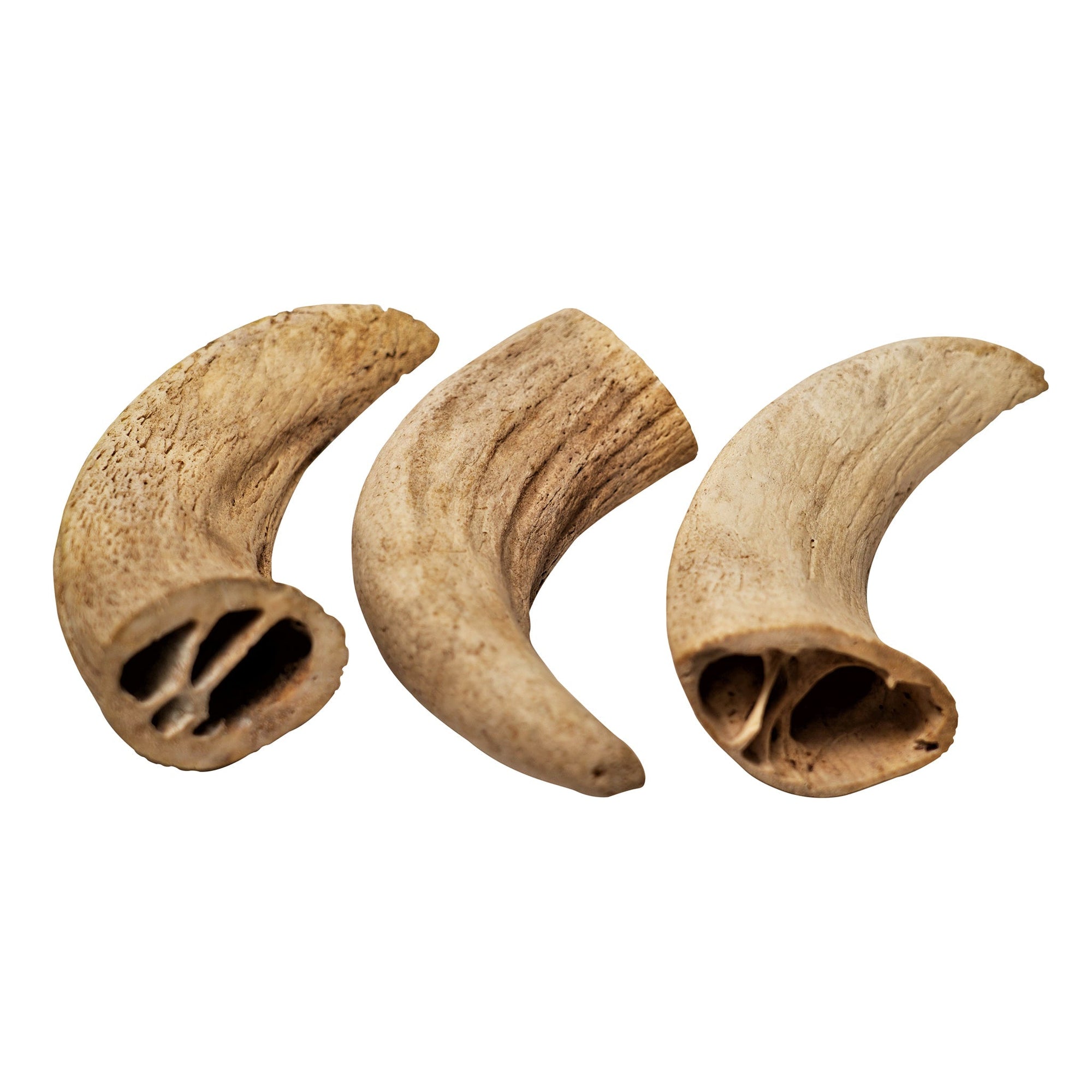 Water Buffalo Horn Core Dog Chews-2 Count-10 oz (WSP)