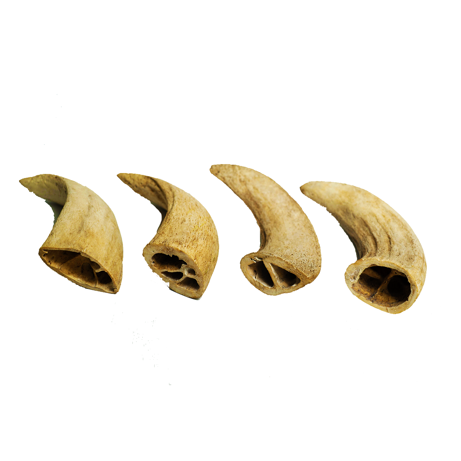 Water Buffalo Horn Core Dog Chews-2 Count-10 oz (WSP)