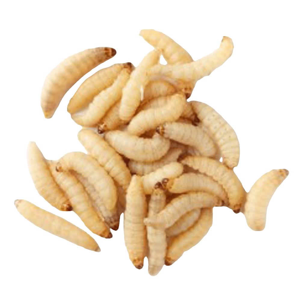 A collection of Wax Worms 50ct, showcasing beige bodies with segmented patterns and darker tips, scattered on a plain white background.