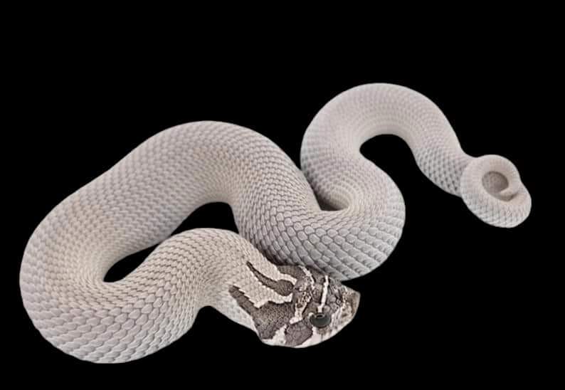 A coiled Western Hognose - Super Arctic Anaconda - Heterodon nasicus with white scales, an upturned snout, and a distinct head pattern is set against a black background, emphasizing its texture and curves.