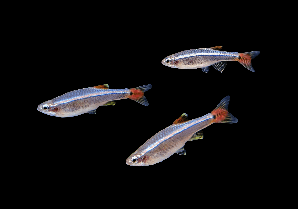 Three White Cloud Minnows with shiny, iridescent bodies and red-tipped tails swim against a black background.