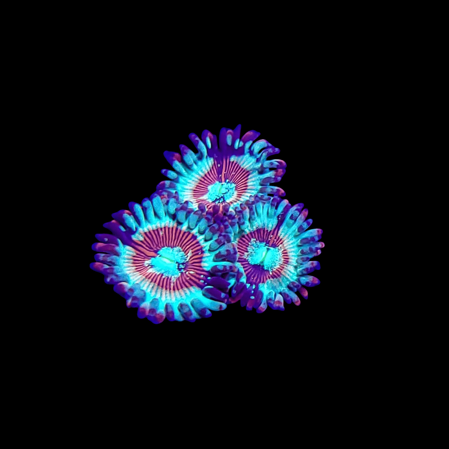 Three vibrant White Zombie Zoanthids with bright blue and purple tentacles and reddish centers are set against a solid black background.