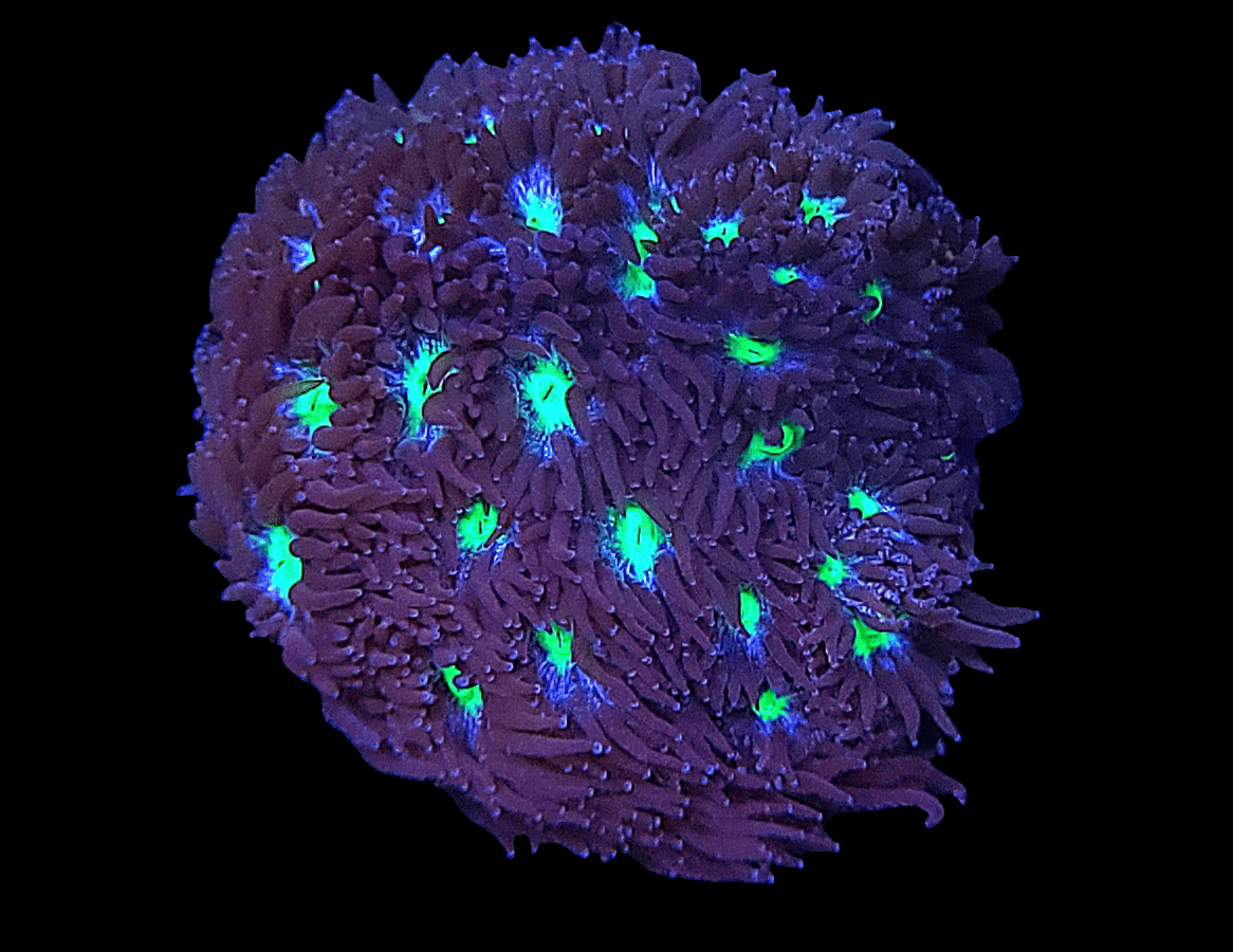 The Witches Brew Leptastrea features vibrant coral with glowing blue and green polyps set against a dark background, resembling a living underwater flower.