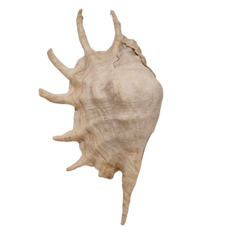 Product Name: XL Spider Conch - A seashell featuring a spiraled body adorned with numerous protruding spines, reminiscent of a spiky crown. This shell displays a light beige color with natural ridges and textures against a transparent background.