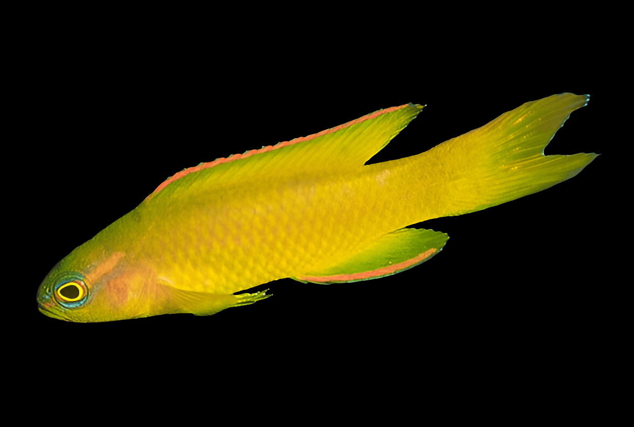 A vibrant Yellow Assessor, known scientifically as Assessor Flavissimus, with striking green fins and a distinctive pink dorsal stripe swims against a stark black background, showcasing its prominently visible large, round eye.