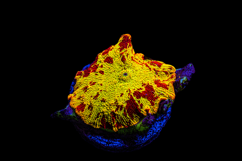 A vibrant close-up of the Yellow Electus Jawbreaker Mushroom under a blacklight, highlighting its bright yellow and red patterns on top, with deep blue hues at the base, set against a black background.