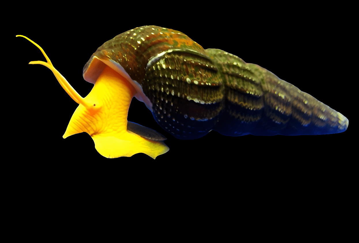 A Yellow Giant Sulawesi Rabbit Snail (Tylomelania sarasinorum), featuring a textured, dark shell, showcases its bright yellow body and long antennae as it moves against a black background, creating a striking contrast with the shell.