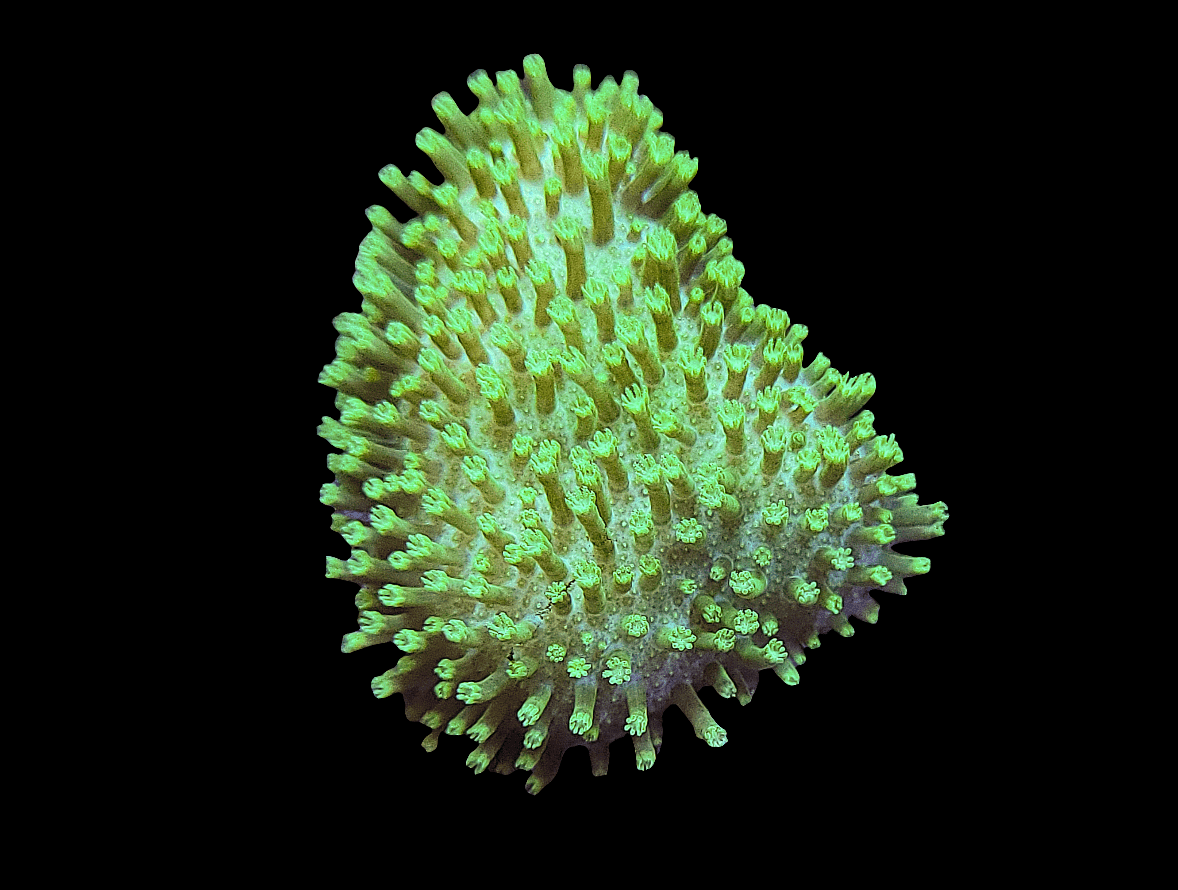 A close-up of the Yellow Polyp Leather coral, featuring a vibrant yellow hue with a spiky, textured surface against a black background. The coral's irregular shape and detailed texture are highlighted, showcasing its natural beauty.