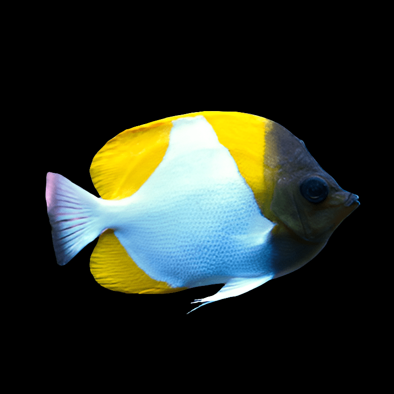 A Yellow Pyramid Butterfly - Hemitaurichthys Polylepis, featuring a vibrant yellow tail and upper body, a white midsection, and a dark front, glides elegantly through a reef aquarium. The simple black background highlights its striking colors and streamlined form, emphasizing its suitability for reef environments.