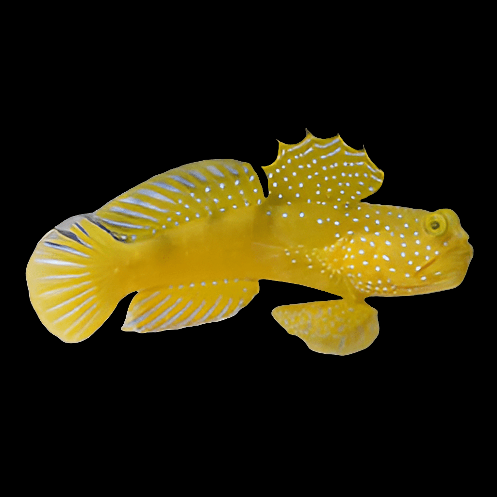 A vibrant yellow fish with distinct white spots and translucent fins on a black background, showcasing its elongated body and intricate fin patterns, reminiscent of a Yellow Watchman Goby - Cryptocentrus Cinctus.