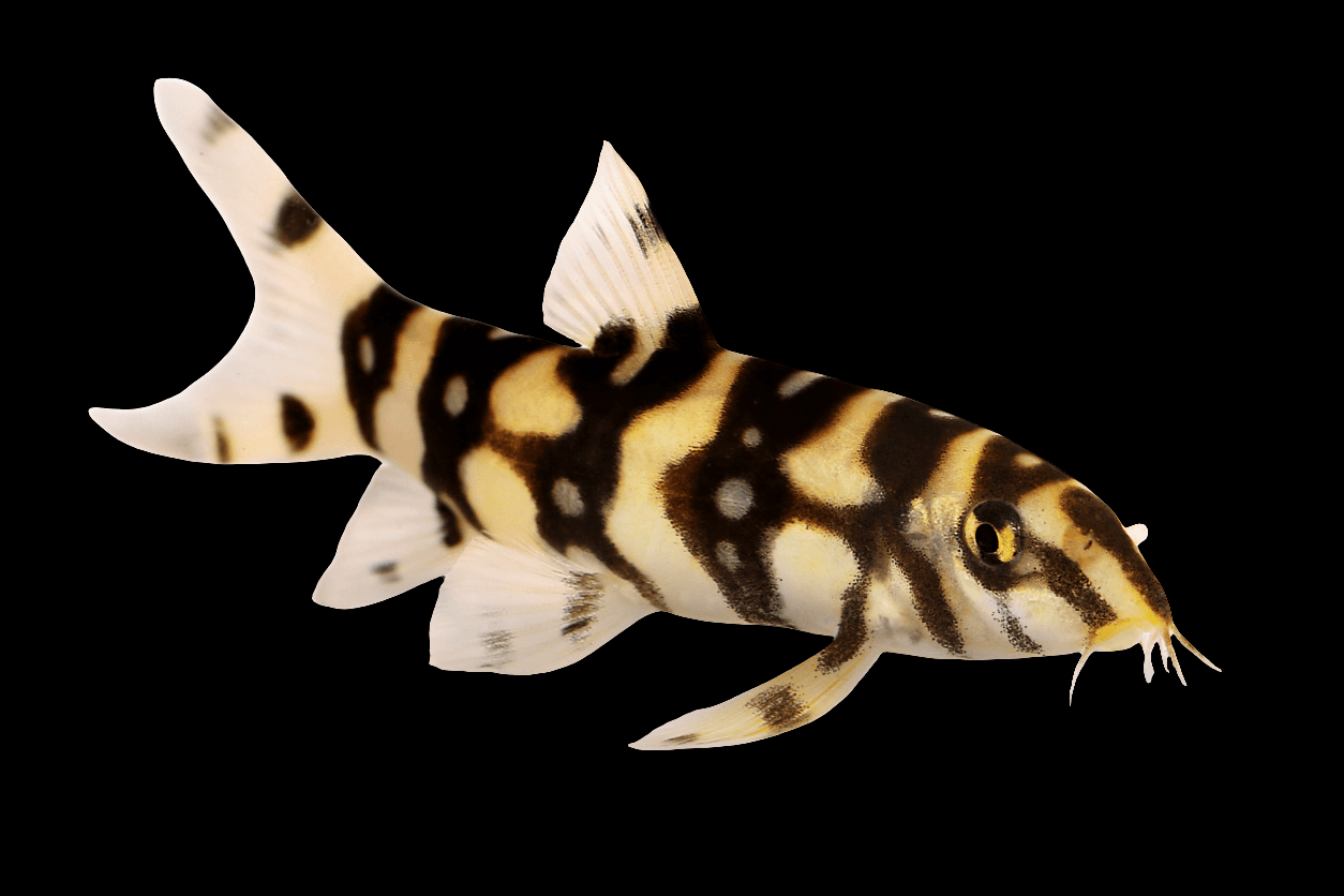 A Yo Yo Loach (Botia Almorhae) fish with a distinctive pattern, small fins, and long barbels, swimming against a black background.