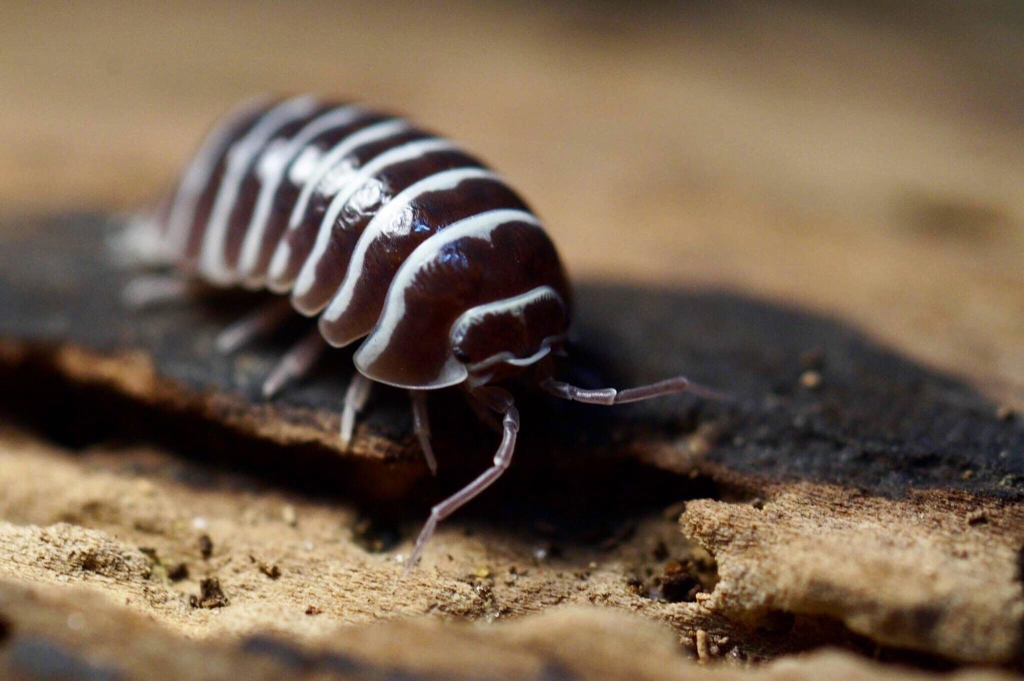 Close-up image of a Zebra Isopod from a mini colony of Armadillidium maculatum, ambling across a piece of wood. The isopod displays its segmented body adorned with contrasting dark and light stripes. It traverses the rough, brown surface while the background remains blurred to emphasize the isopod's intricate texture.