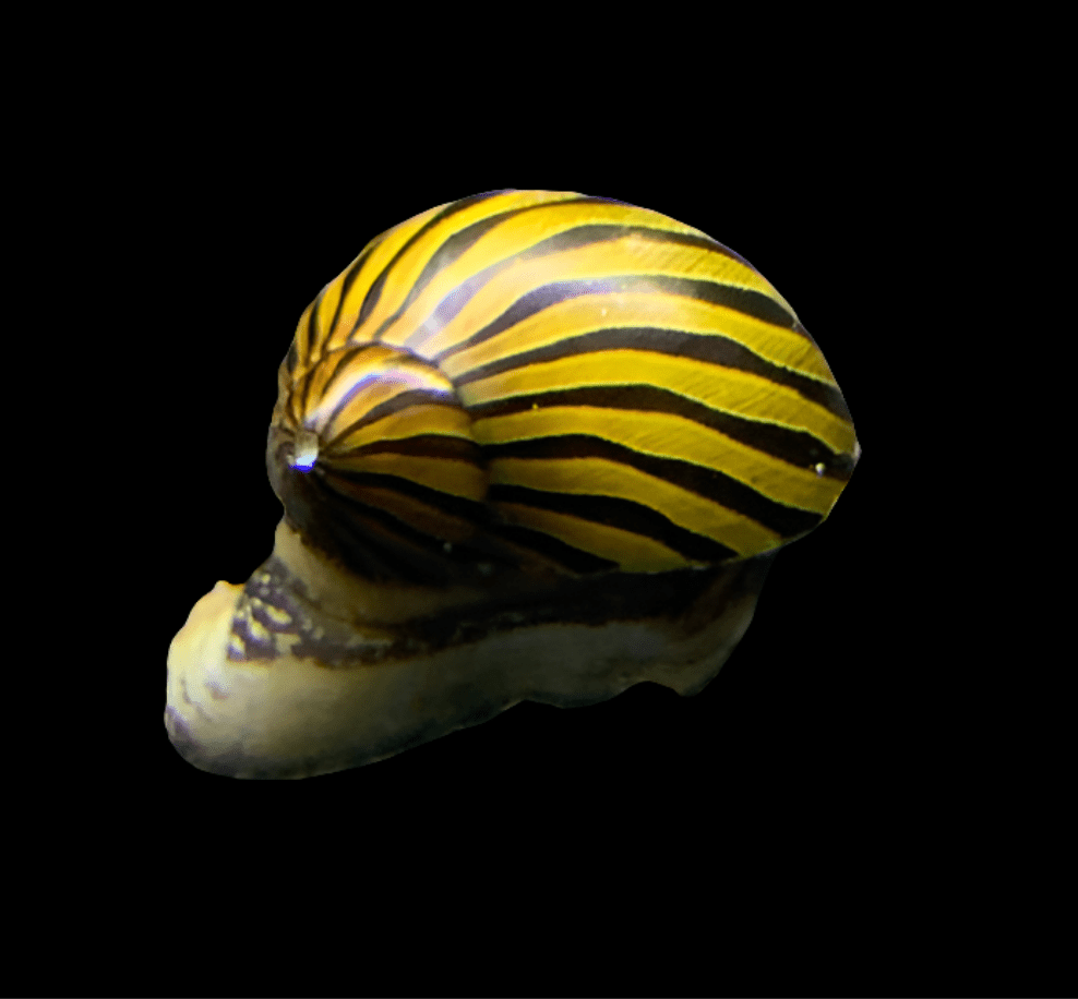 Close-up image of a Zebra Nerite Snail, with its distinctive yellow and black-striped shell prominently visible against a black background.