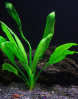 6 Species Aquarium Plants Bundle – Java Fern, Hornwort, Amazon Sword, Moneywort, Ludwigia and Cryptocoryne