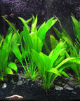 Amazon Sword – Echinodorus Bleheri – Easy Aquatic Plant