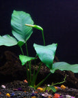 Florida 10 Species Live Aquarium Plants Bundle