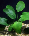 Anubias Barteri – Easy Midground Plant