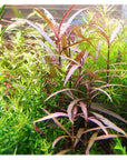 Florida 10 Species Live Aquarium Plants Bundle