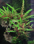 Florida 10 Species Live Aquarium Plants Bundle