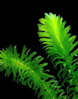Anacharis Bunch – 5-7 Stems – Easy Aquatic Plant