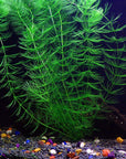 8 Species Aquarium Plants Bundle – Anacharis, Hornwort, Amazon Sword, Moneywort, Ludwigia and Cryptocoryne