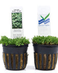 Dwarf Baby Tears in 2? Pot – Foreground Plant