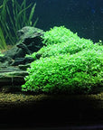 Dwarf Baby Tears in 2? Pot – Foreground Plant