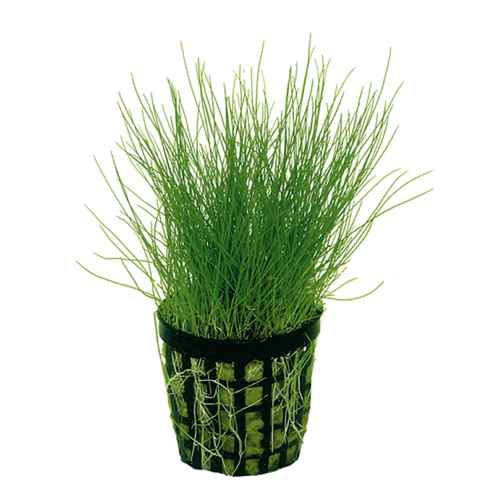 Aquatic Oasis Reefing Dwarf Hairgrass