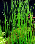 Giant Hairgrass – Easy Aquarium Plant for Backgrounds