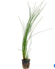Giant Hairgrass – Easy Aquarium Plant for Backgrounds