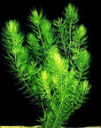 Hornwort Bunch – 5-7 Stems – Easy Aquatic Plant