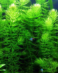 Hornwort Bunch – 5-7 Stems – Easy Aquatic Plant