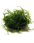 Javas Moss – Vesicularia Dubyana in 4oz cups