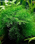 Javas Moss – Vesicularia Dubyana in 4oz cups