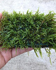 Javas Moss Mat – Vesicularia Dubyana on Mat