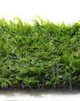Javas Moss Mat – Vesicularia Dubyana on Mat